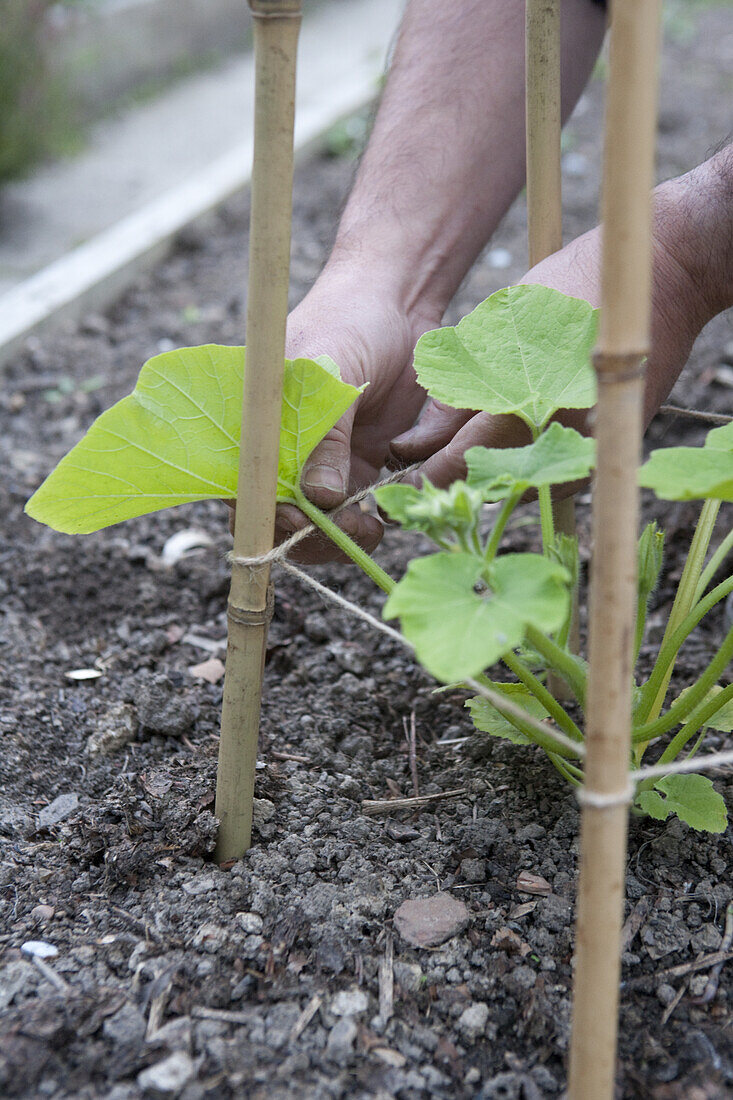 Tying young courgette plants