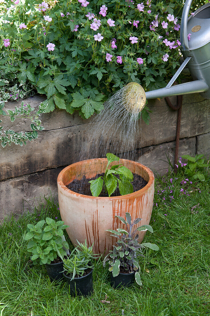 Watering dwarf bean 'Hestia' in a terracotta pot