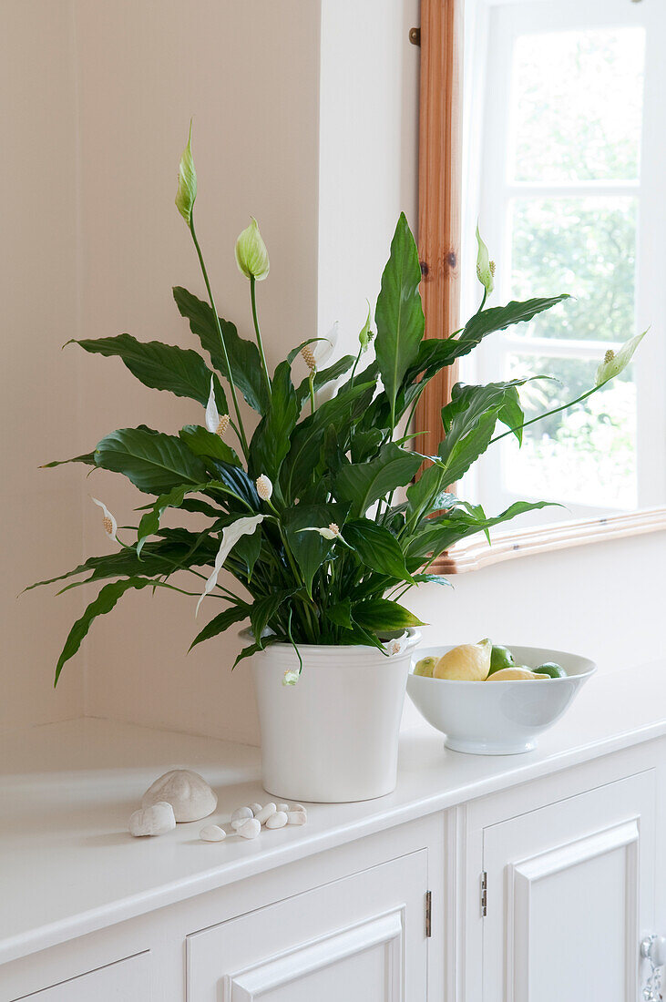 Houseplant in white pot