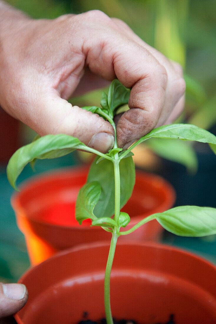 Using fingers to pinch off basil shoot