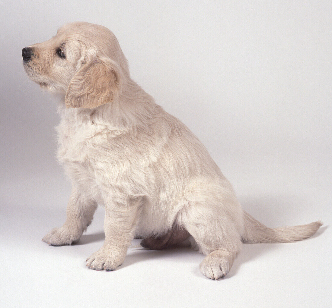 Golden retriever puppy