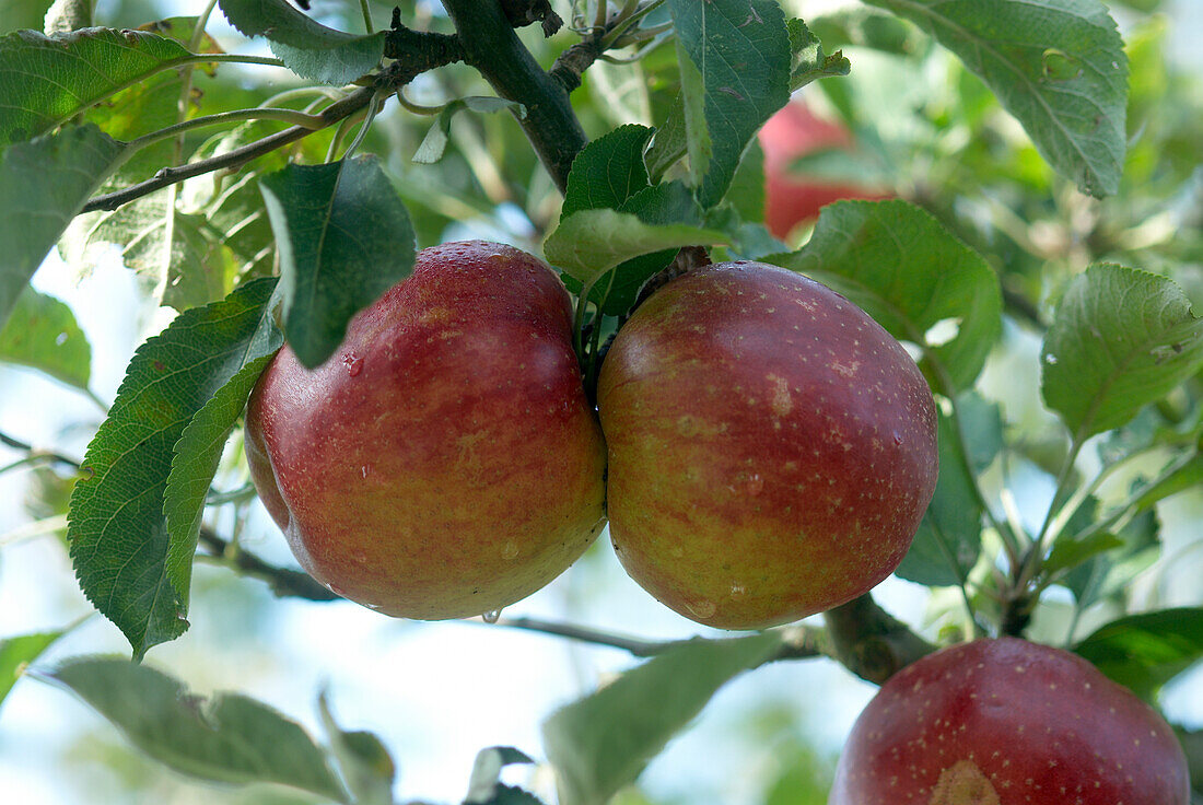 Apple (Malus domestica 'Opalescent')