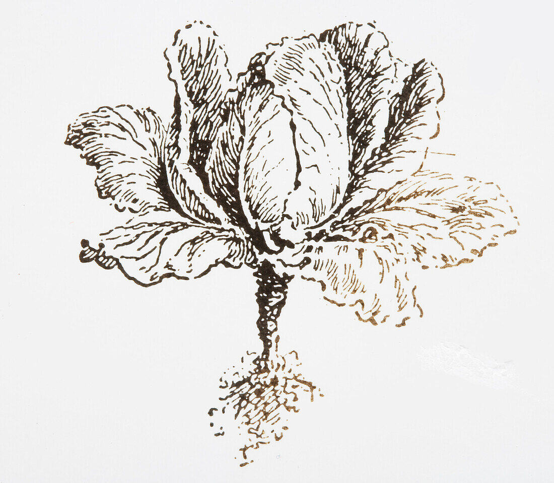 Cabbage (Brassica oleracea), illustration