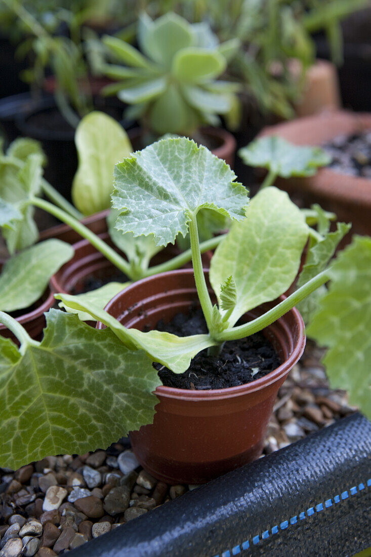 Courgette (Cucurbita 'Parador') seedling