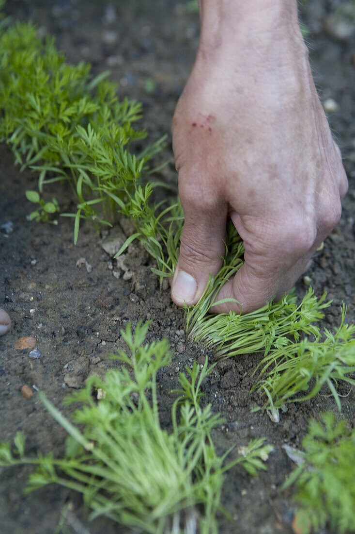 Thinning out carrot 'Nantes Early' seedlings