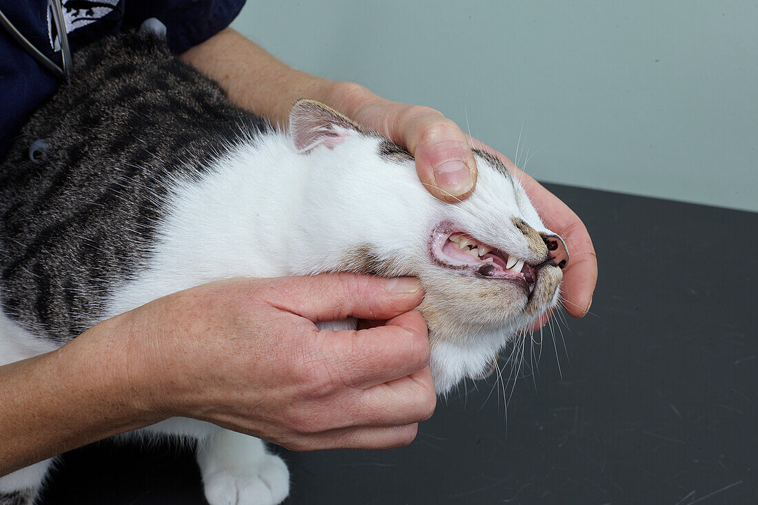 Vet checking cat's teeth