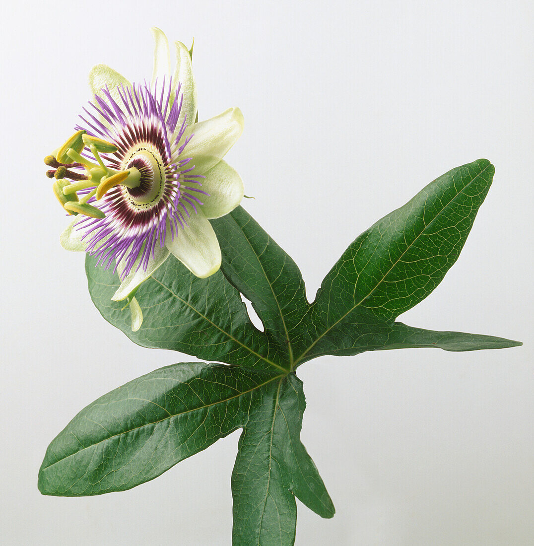 Passion flower (Passiflora caerulea)