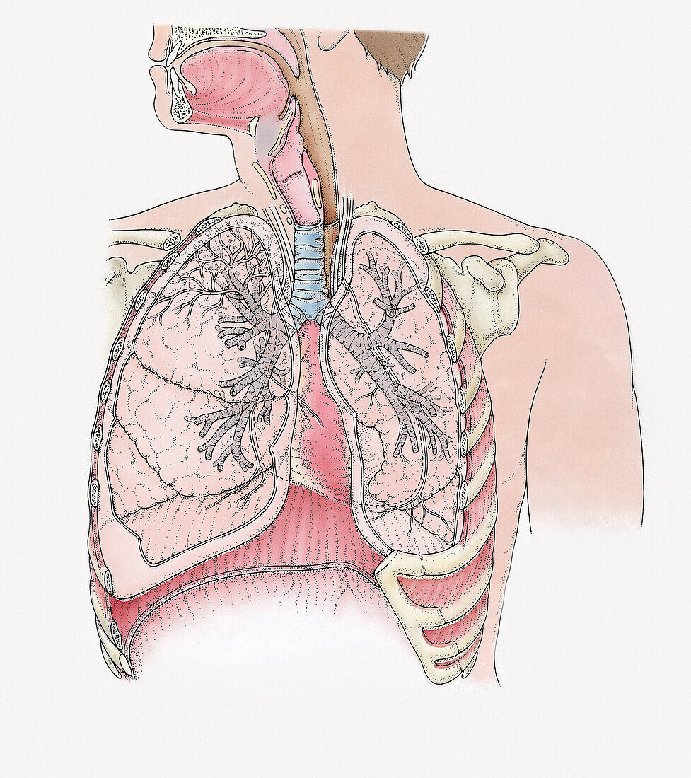 Structure of the lungs, illustration