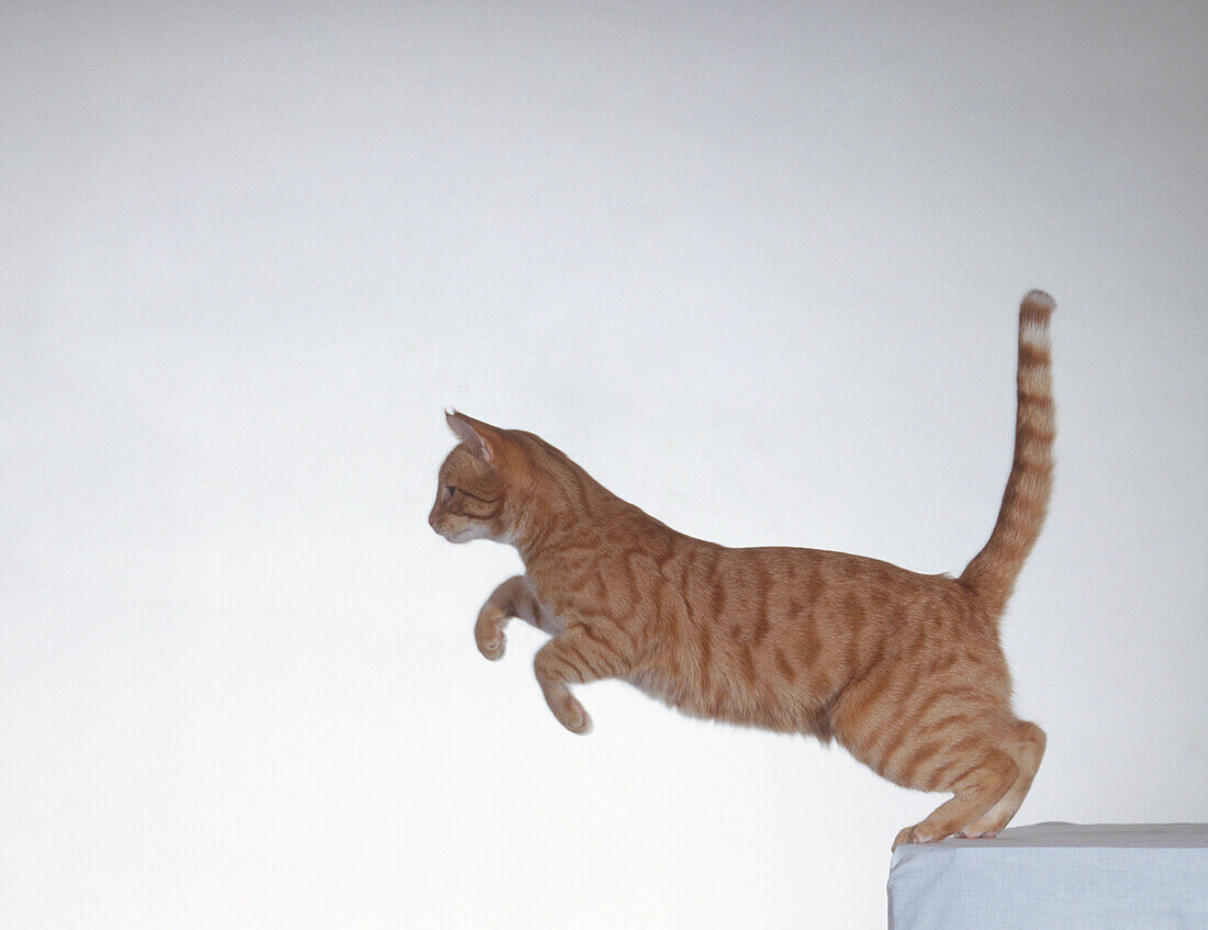 Ginger tabby cat jumping off table