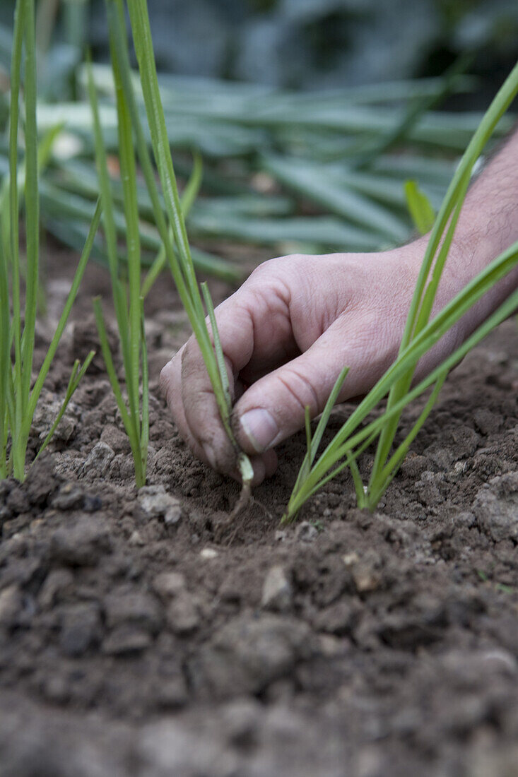 Thinning scallion (Allium sp.) crop