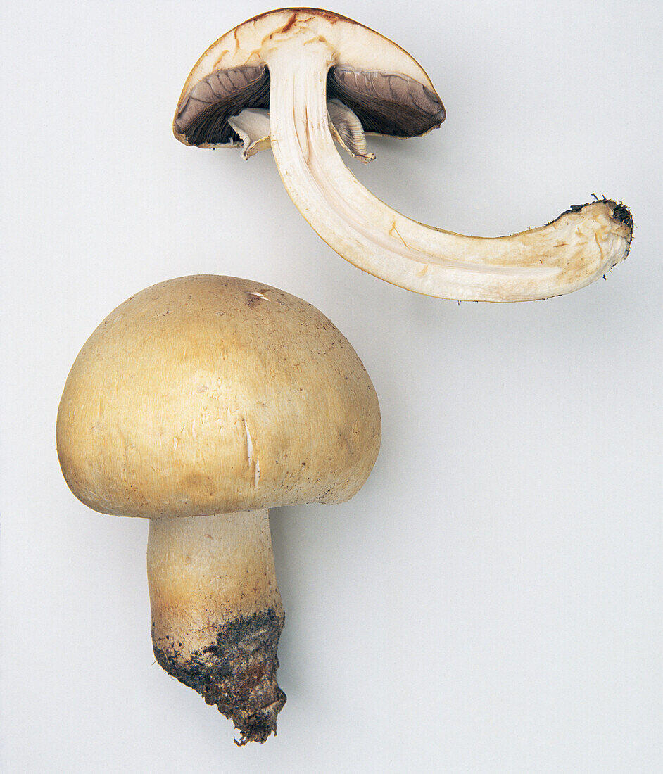 Horse mushroom