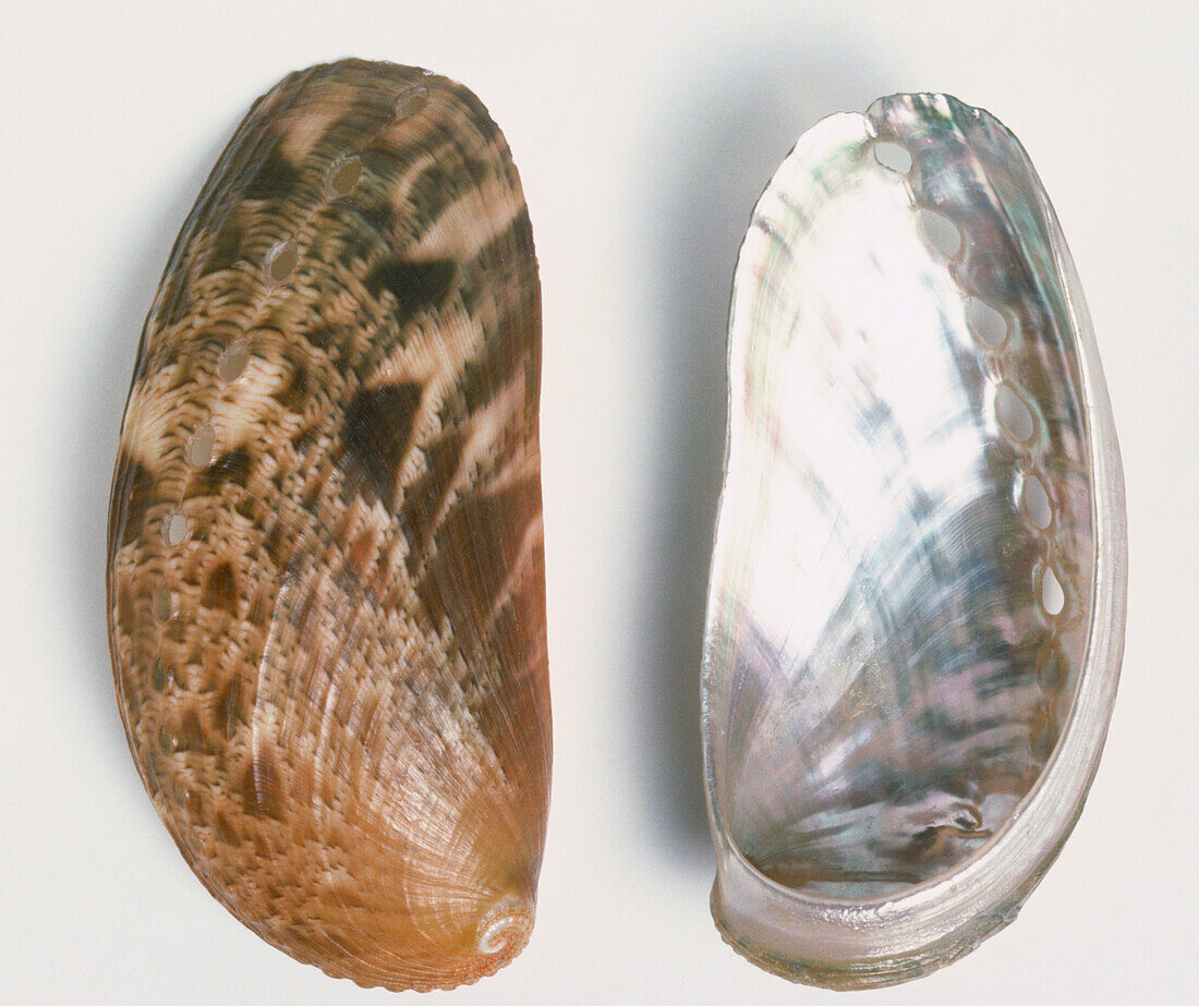 Donkey's-ear abalone shell