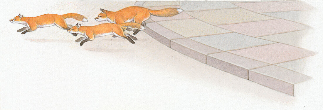 Three red foxes running away off a pavement, illustration