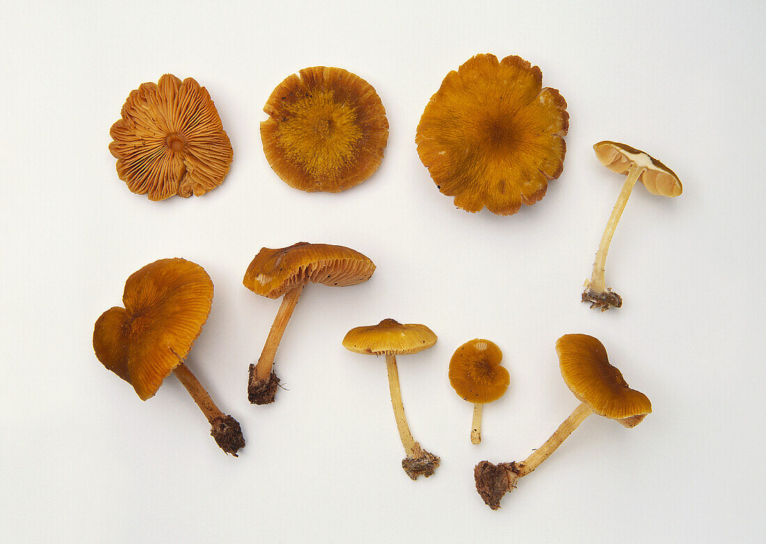 Golden green shield cap mushroom (Pluteus chrysophaeus)