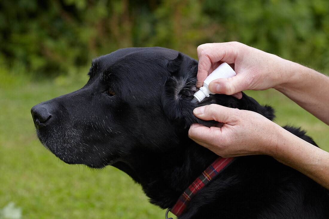 Owner applying ear drops to Labrador