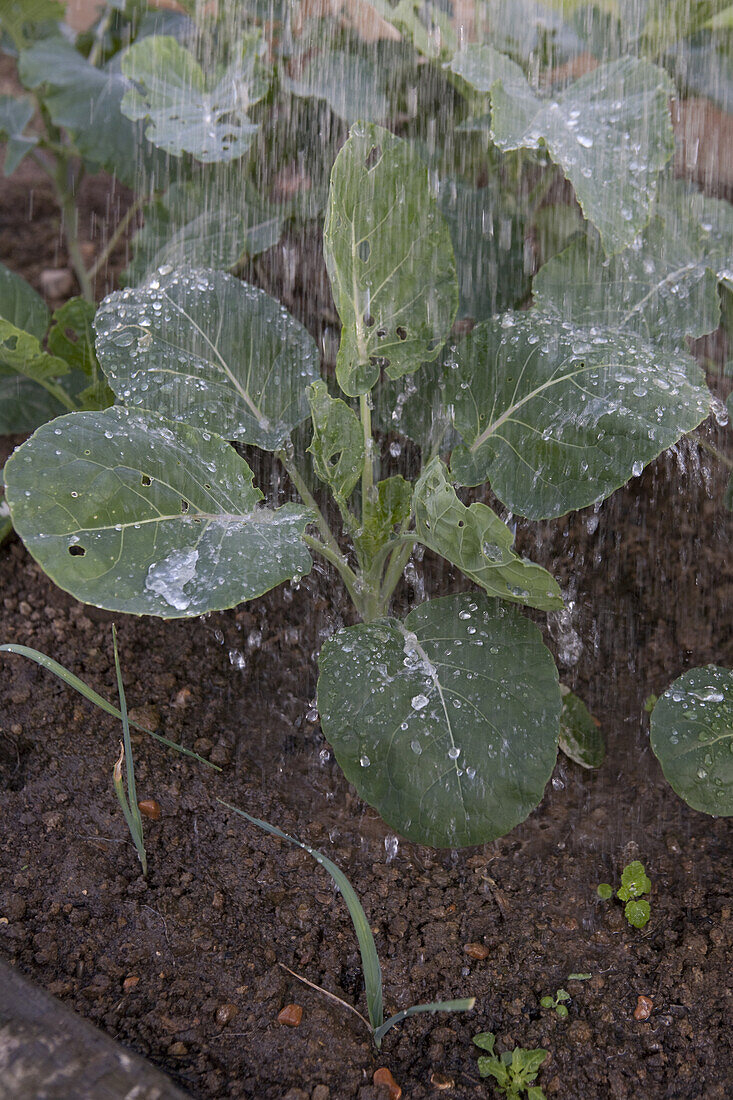 Watering cauliflower 'Gypsy' with liquid feed
