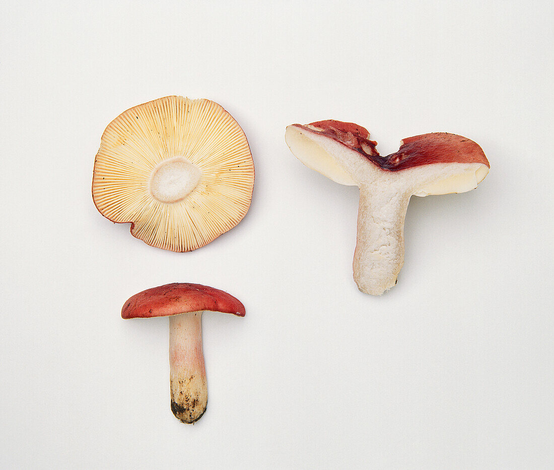 Section of blood-red russule mushroom (Russula sanguinea)