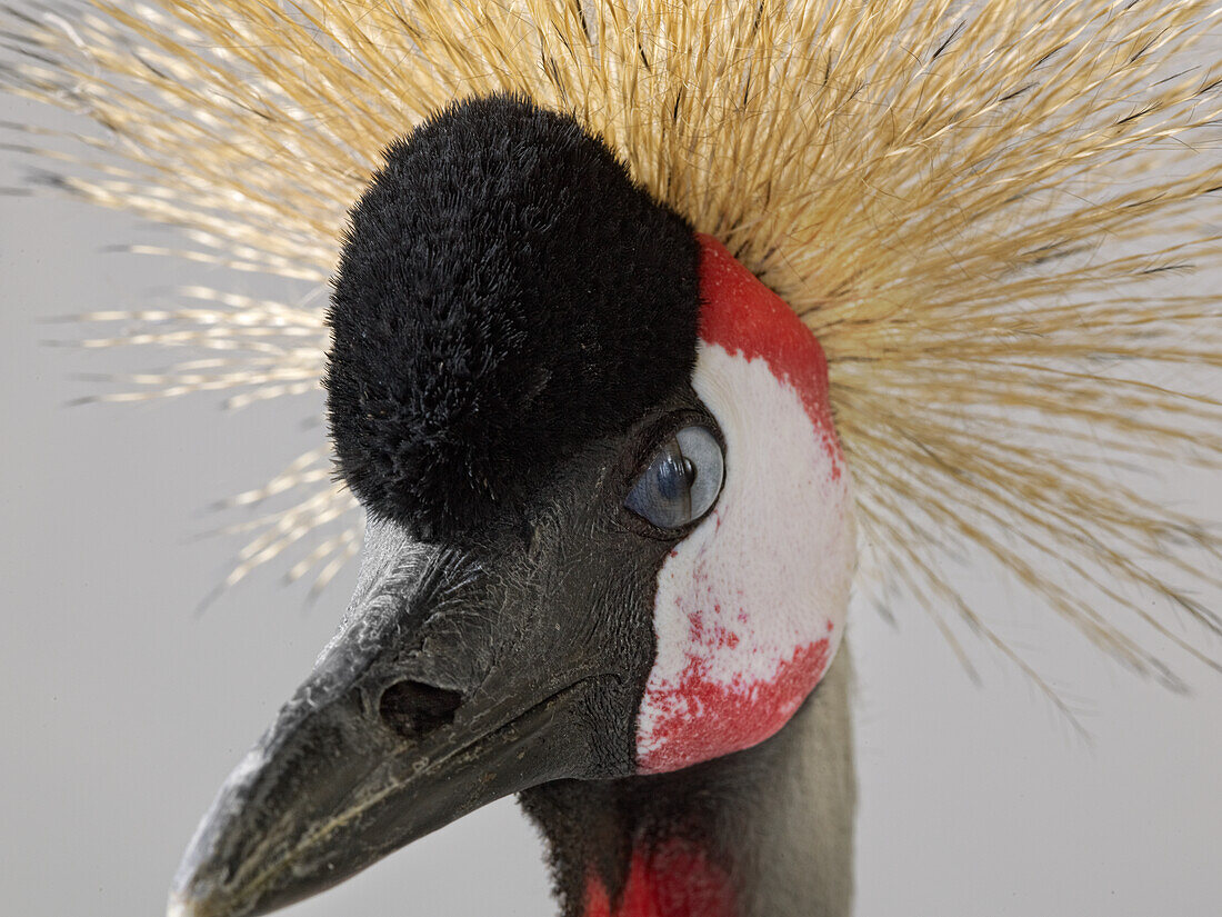 Grey crowned crane head in profile