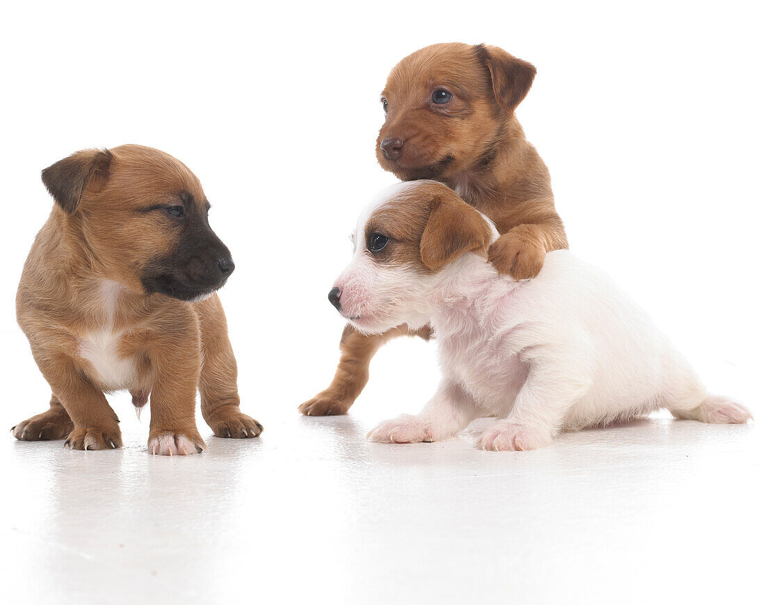 Jack Russell Lakeland Terrier cross puppies