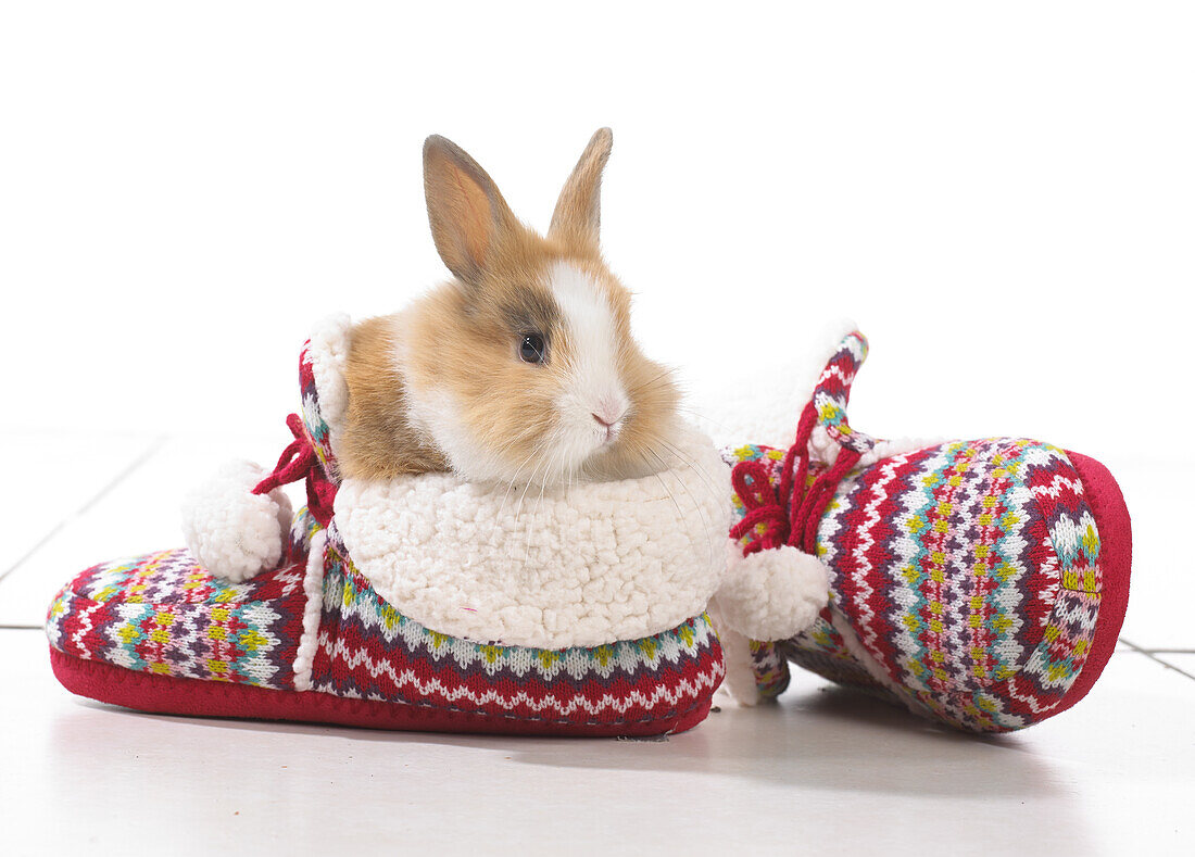 Brown and white rabbit sitting on pair of slippers