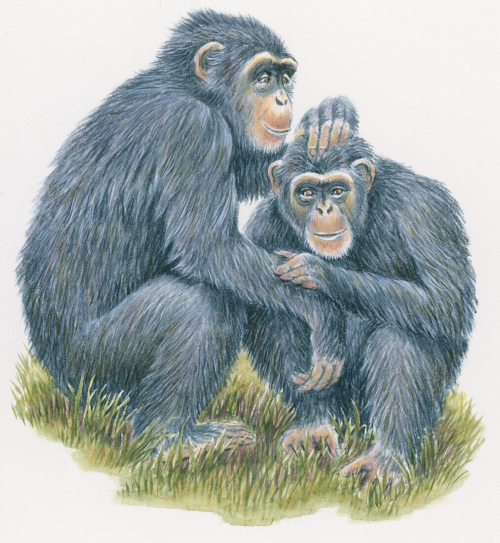 Chimpanzees grooming fur and picking off fleas, illustration