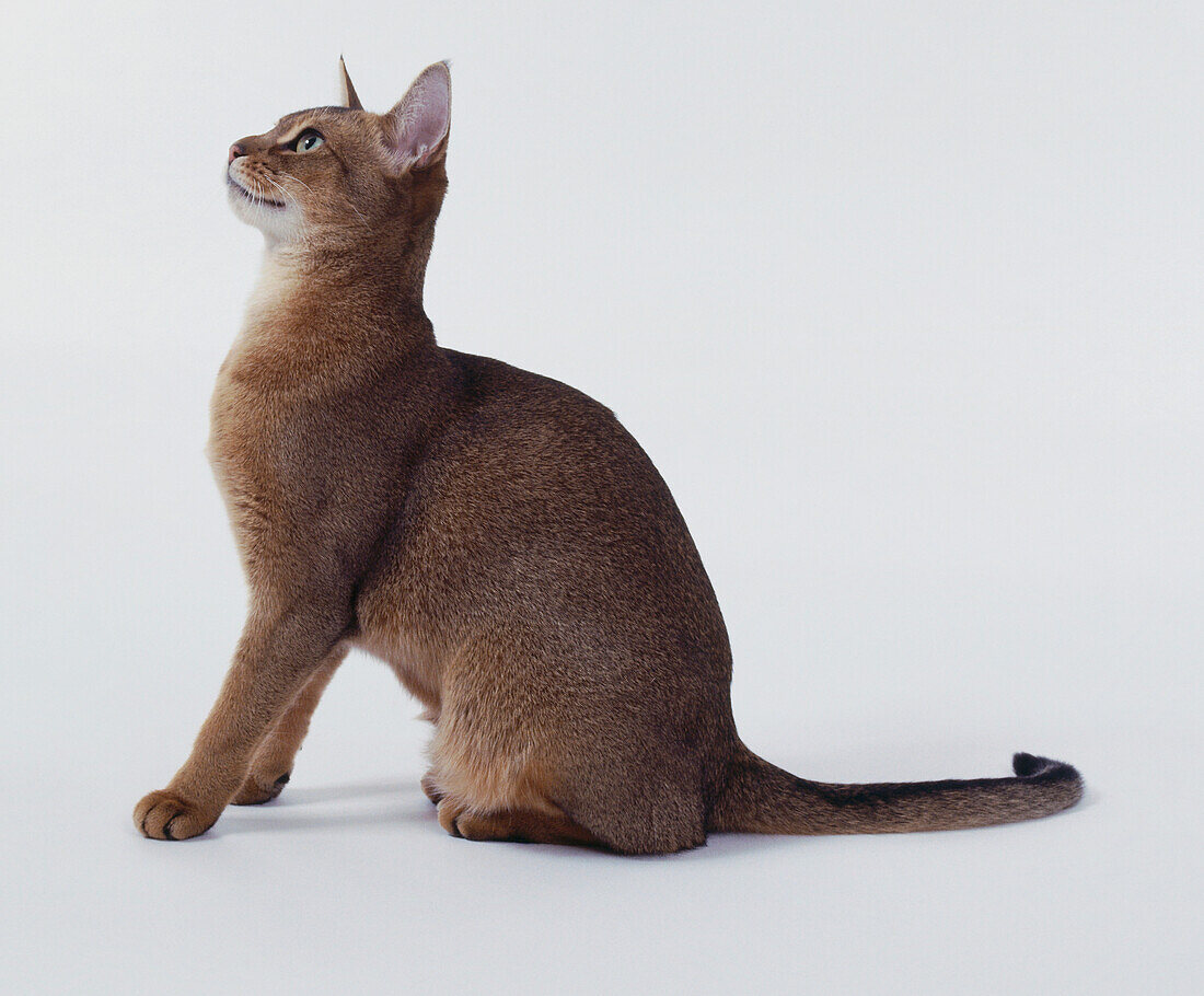 Ruddy Abyssinian cat sitting on its hindquarters