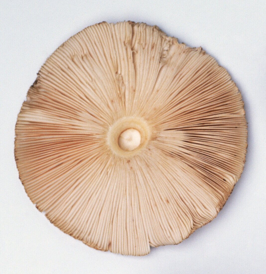 Underside of parasol mushroom