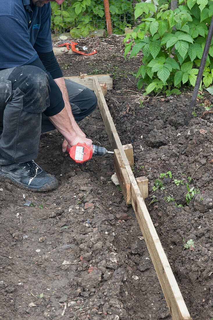 Man constructing raised bed on allotment with drill