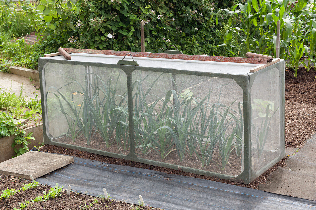 Cold frame to protect plants from weather and pests