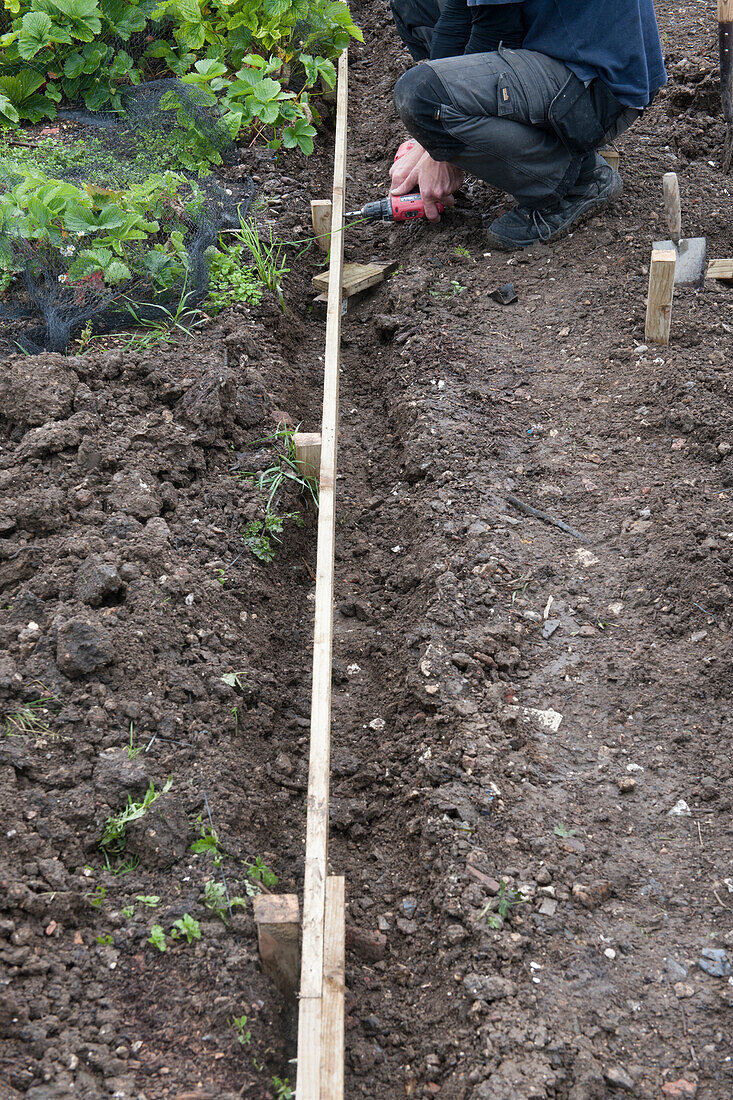 Man constructing raised bed on allotment with drill