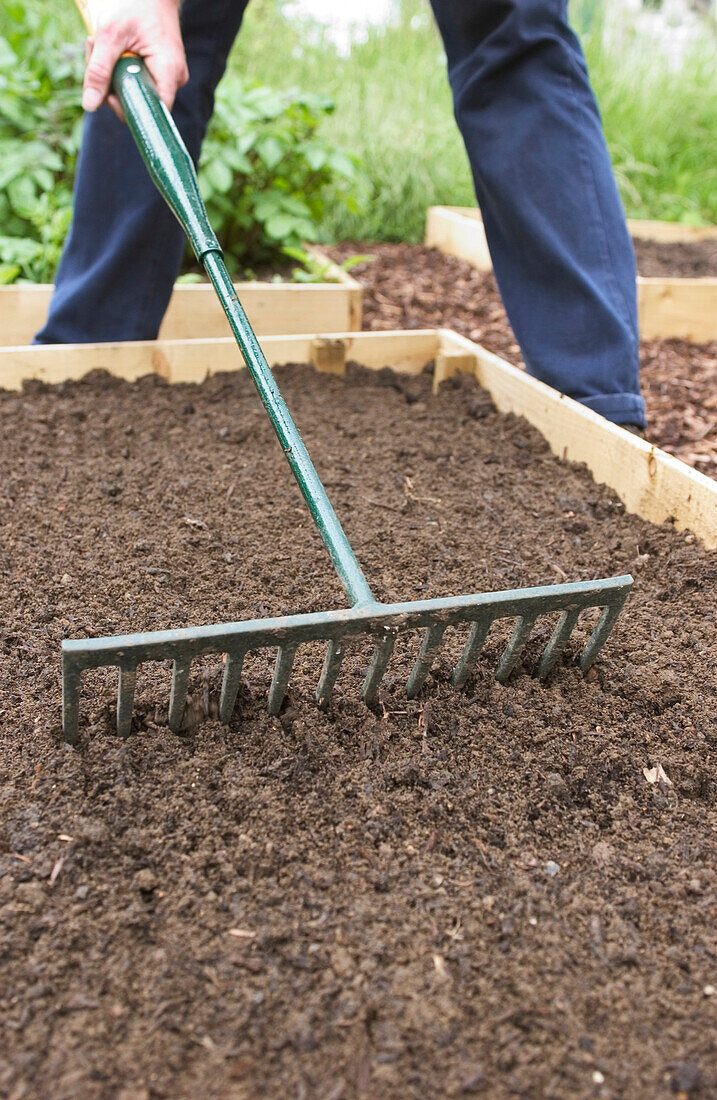 Drawing a metal-headed rake over previously dug soil