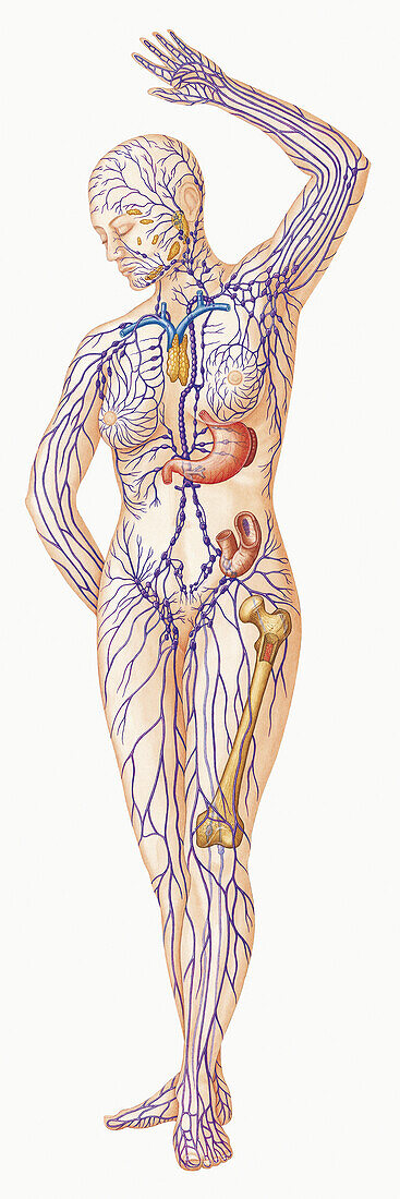 Female human body with lymphatic system, illustration