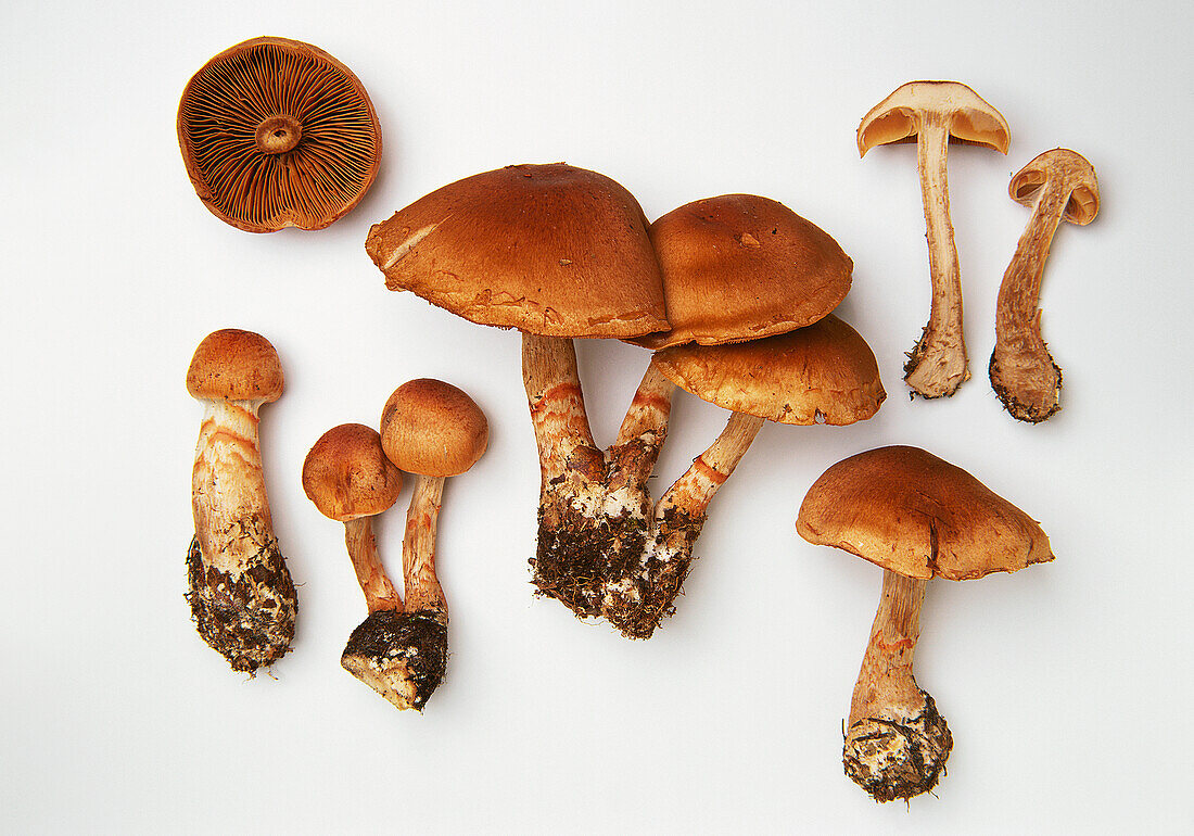 Red-banded web-cap mushrooms (Cortinarius armillatus)