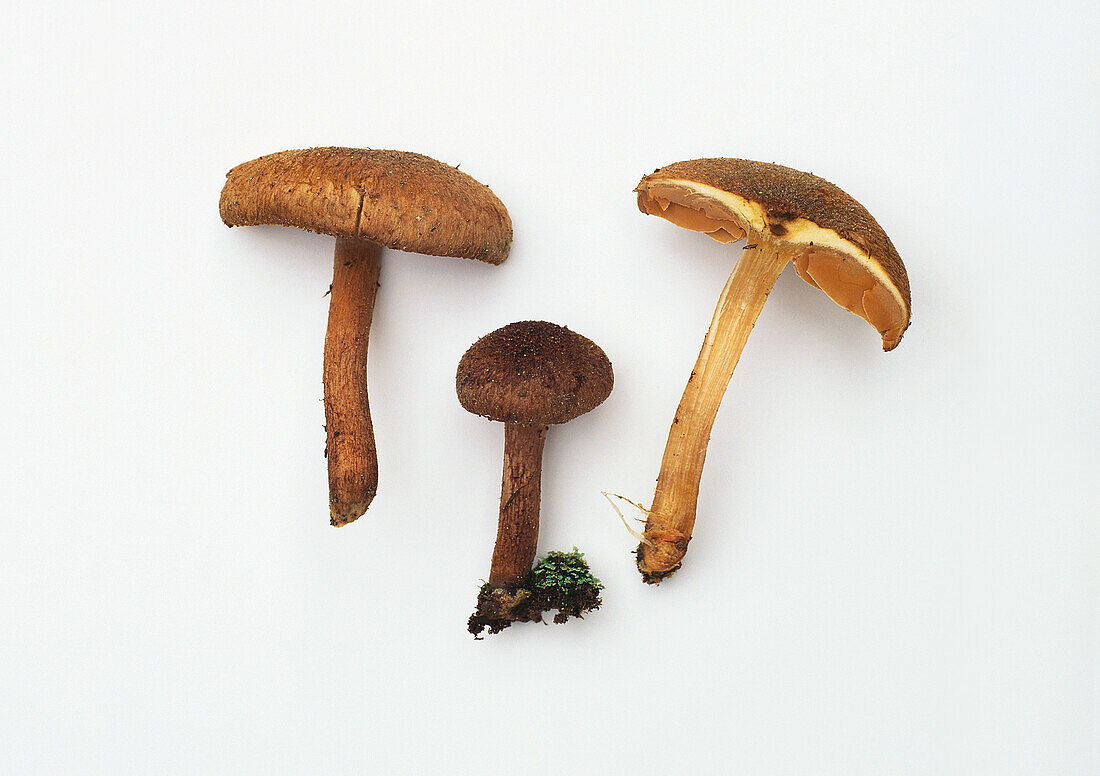 Torn fibre cap mushroom (Inocybe lacera)