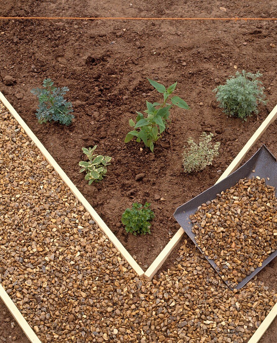 Laying gravel with spade beside plants in herb garden