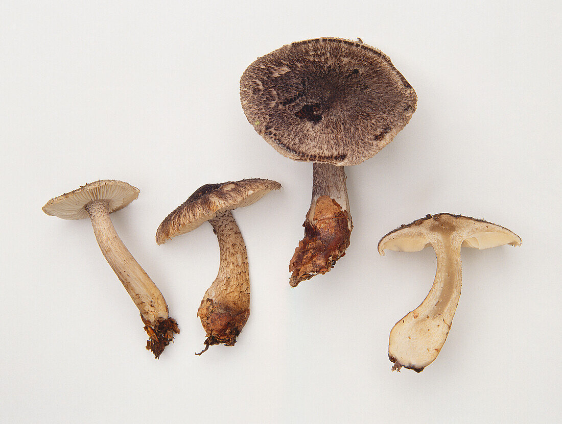 Dark scaled knight cap mushroom (Tricholoma atrosquamosum)