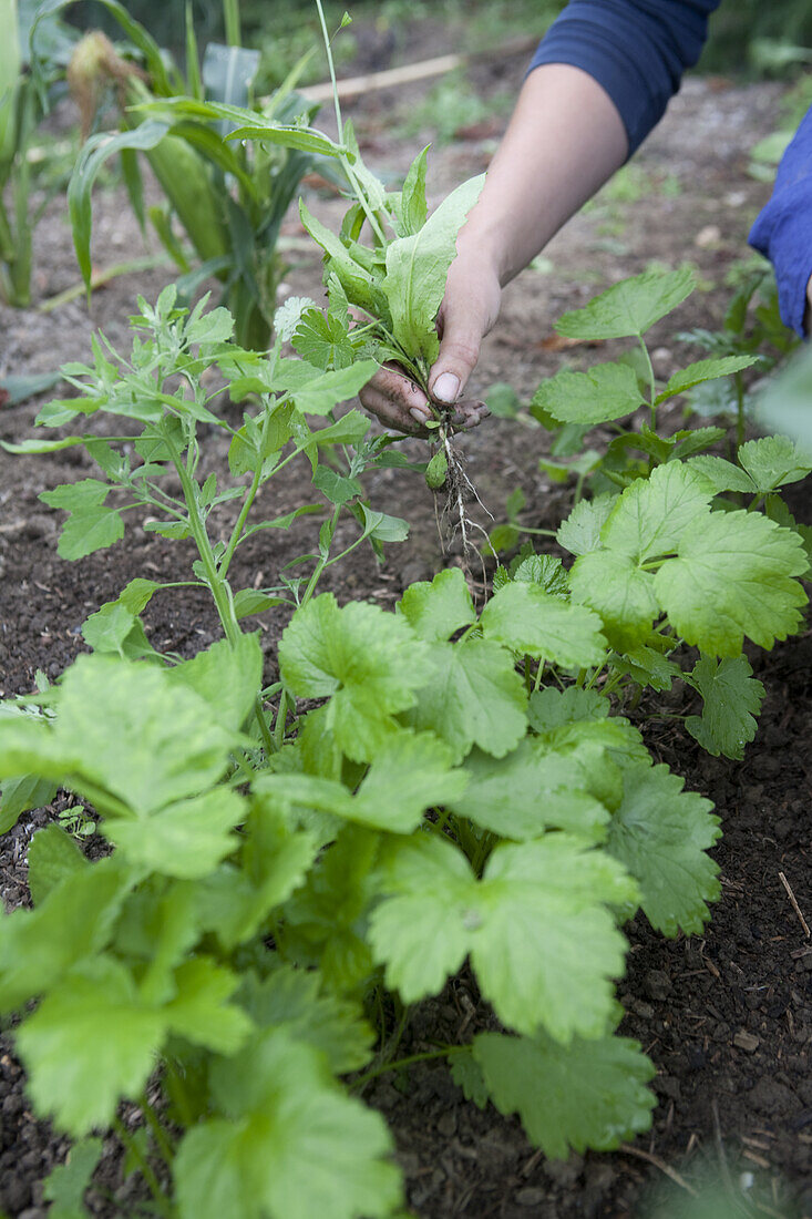 Weeding parsnip 'Gladiator' by hand