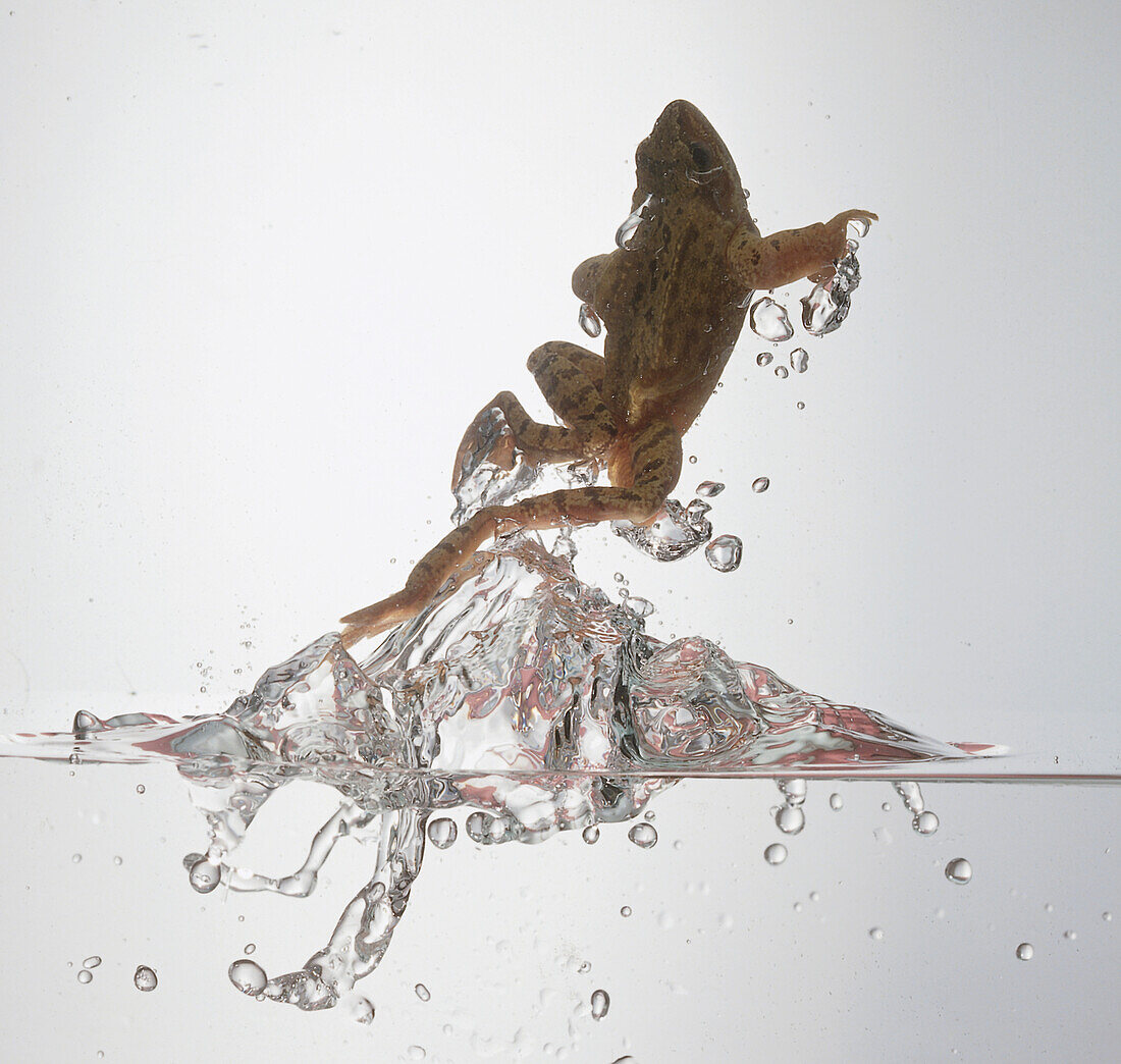 Frog diving into water