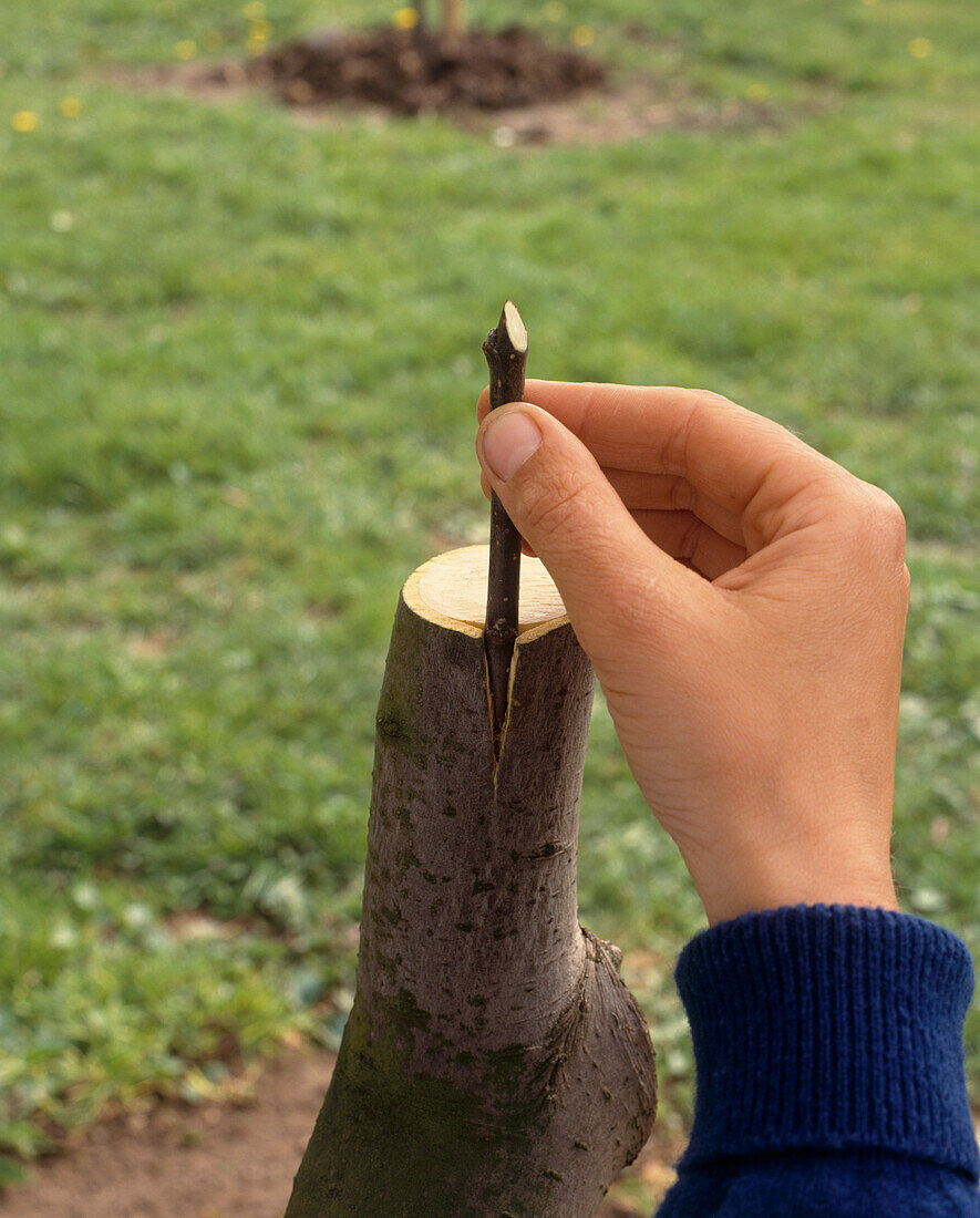 Inserting scion into bark with tapering cut facing inwards