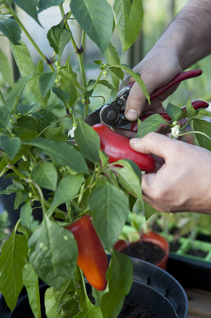 Harvesting chilli pepper (Capsicum sp.)
