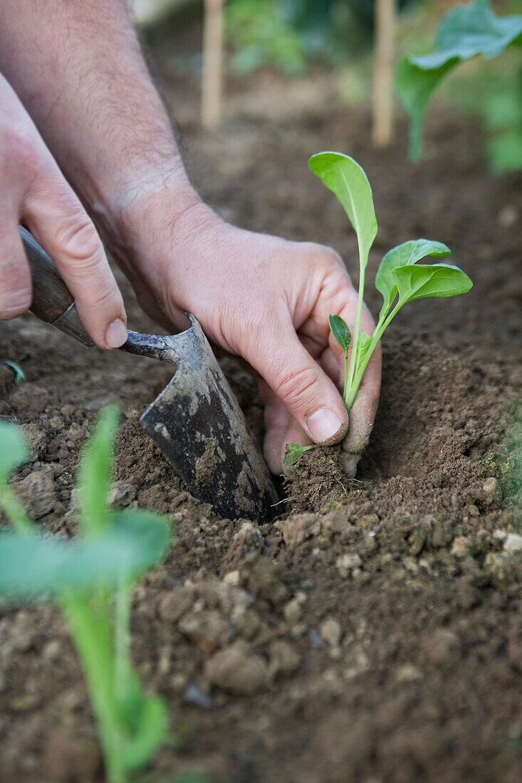 Man planting brussels sprout 'Maximus' seedling