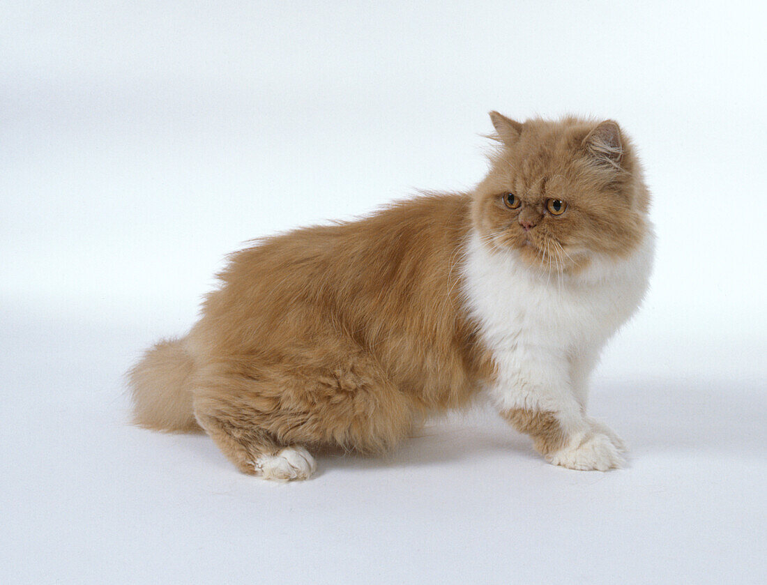 Red and white Persian cat