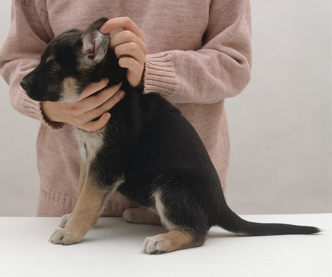 Checking the ear flap of a puppy