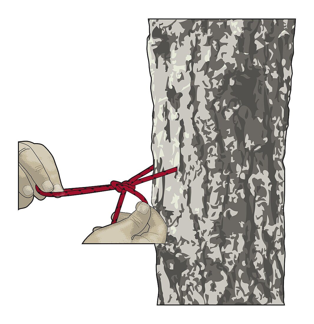 Tying a Siberian hitch knot, illustration