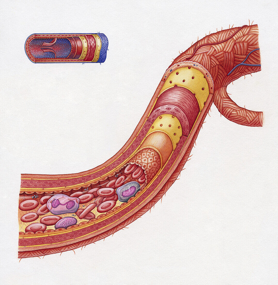 Cross-section of the artery, illustration