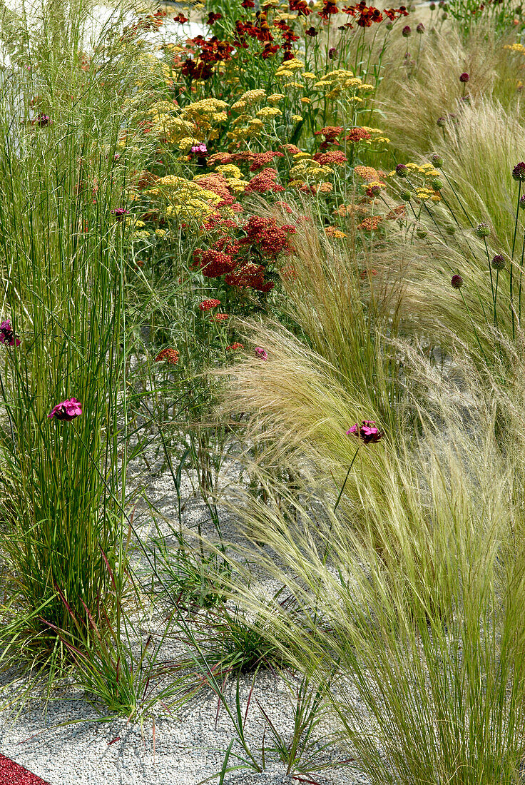 Red, yellow, and orange Achillea sp. and grasses on gravel