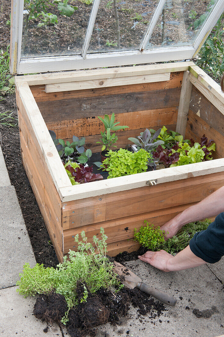 Planting herbs around cold frame full of salad crops