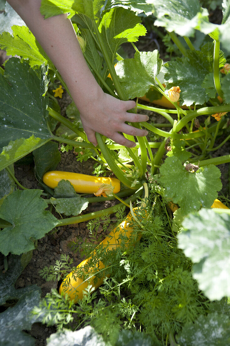 Yellow courgette growing in vegetable bed