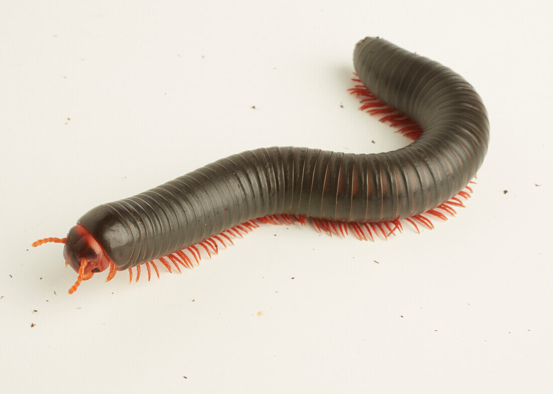 Tanzanian red-legged millipede