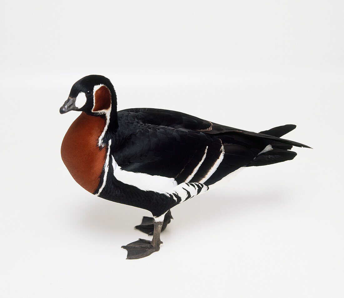 Rose-breasted goose